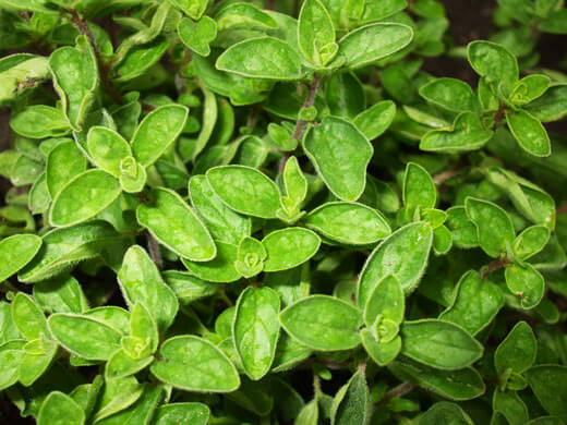 How to Grow Oregano From Seeds