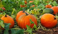 How to Grow Pumpkins