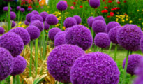 How to Grow Giant Alliums