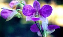 How to Care for Orchids