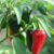 The Fascinating World of Exotic Peppers: Growing Habanero and Jalapeno Varieties