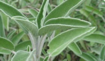 How to Grow Sage