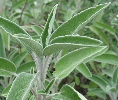 How to Grow Sage