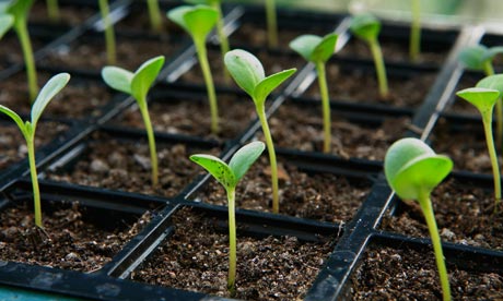 Techniques for Transplanting Seedlings without Shock