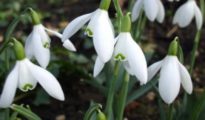 How to Grow Snowdrops