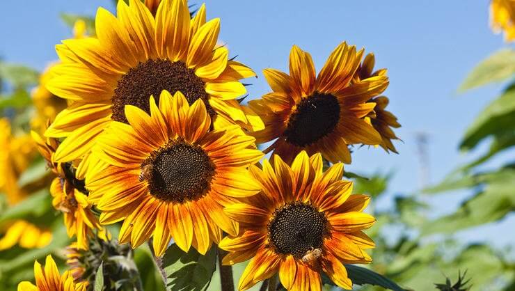 How to Grow Sunflowers in Your Garden