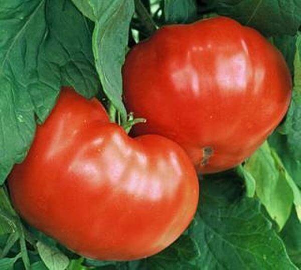 10 Tips for Growing Tomatoes in Your Garden