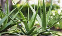 How to Grow Aloe Vera