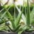 How to Care For Aloe Vera Plants