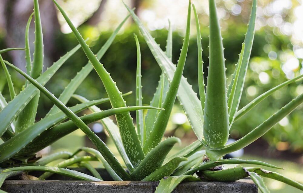 The Ultimate Guide to Caring for Aloe Vera: Varieties and Maintenance Tips