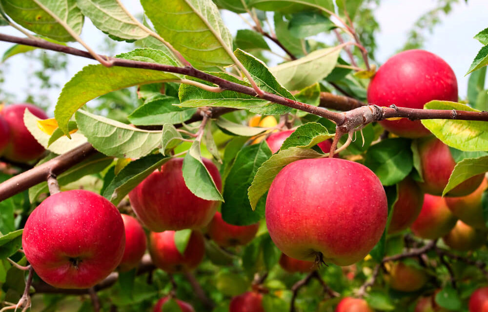 How to Grow an Apple Tree