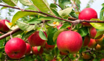 How to Grow an Apple Tree