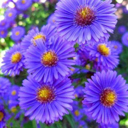 aster flowers