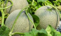 How to Grow Cantaloupe