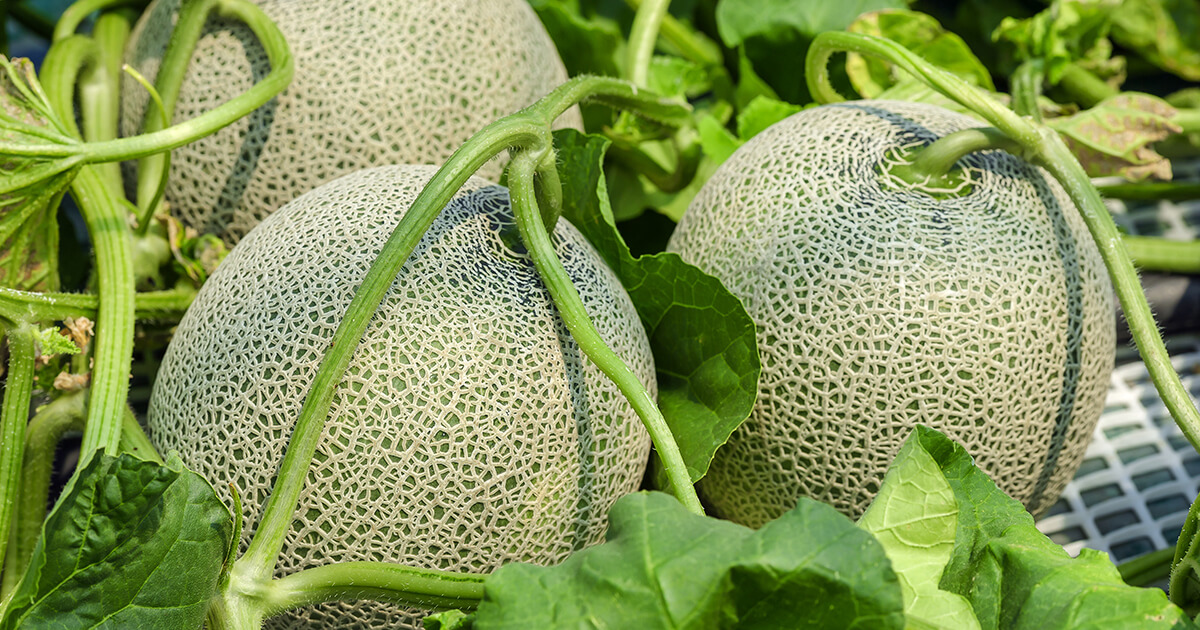 How to Grow Cantaloupe