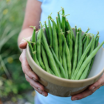 green bean harvest