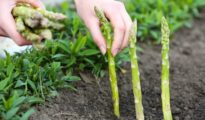 How to Grow Asparagus