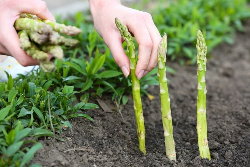 How to Grow Asparagus