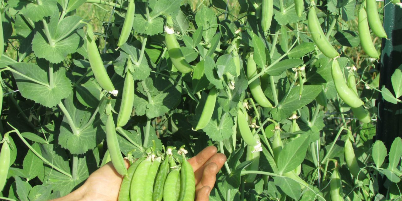 How to Grow Peas