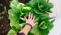 6 Tips for Growing Lettuce