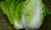 How to Grow Napa Cabbage