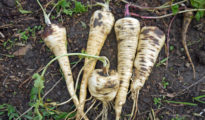 How to Grow Parsnips