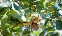 How to Grow Pecan Trees