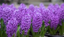 How to Grow Hyacinths