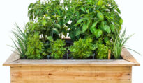 How to Grow a Salsa Garden