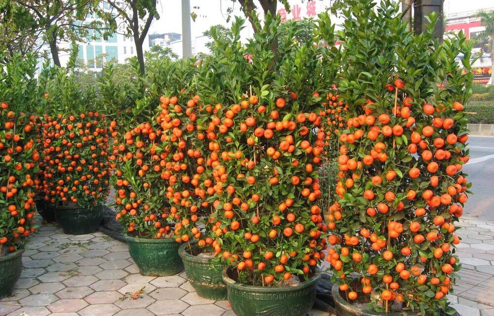 How to Grow Tangerines in Pots