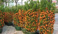 How to Grow Tangerines in Pots