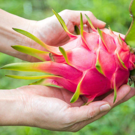 dragon fruit