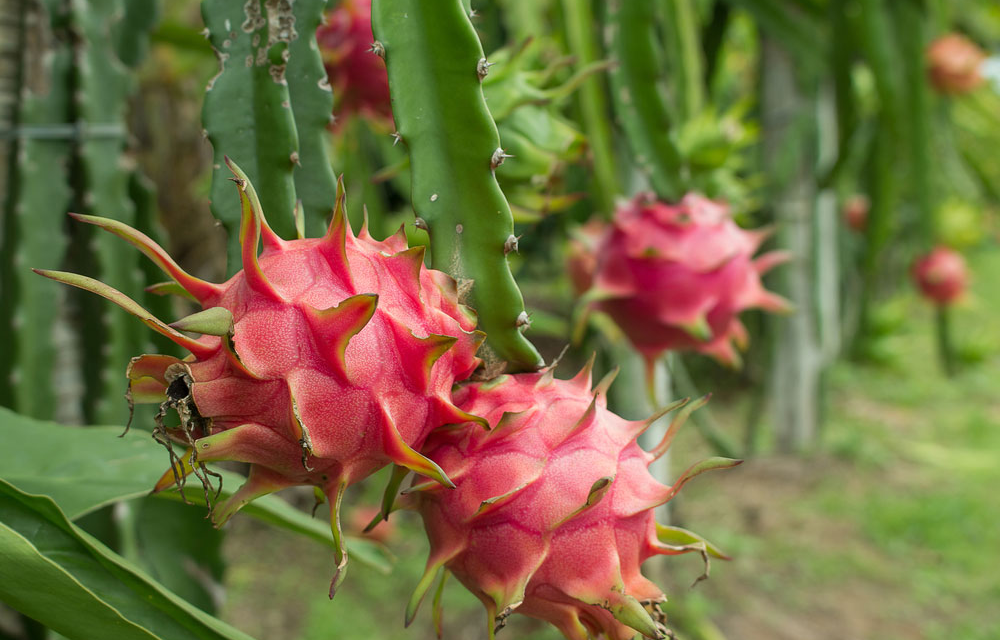 How to Grow Dragon Fruit