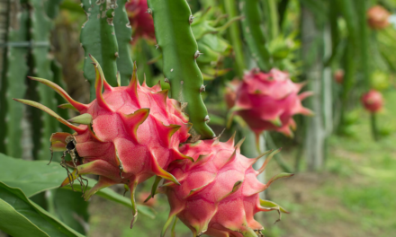 How to Grow Dragon Fruit