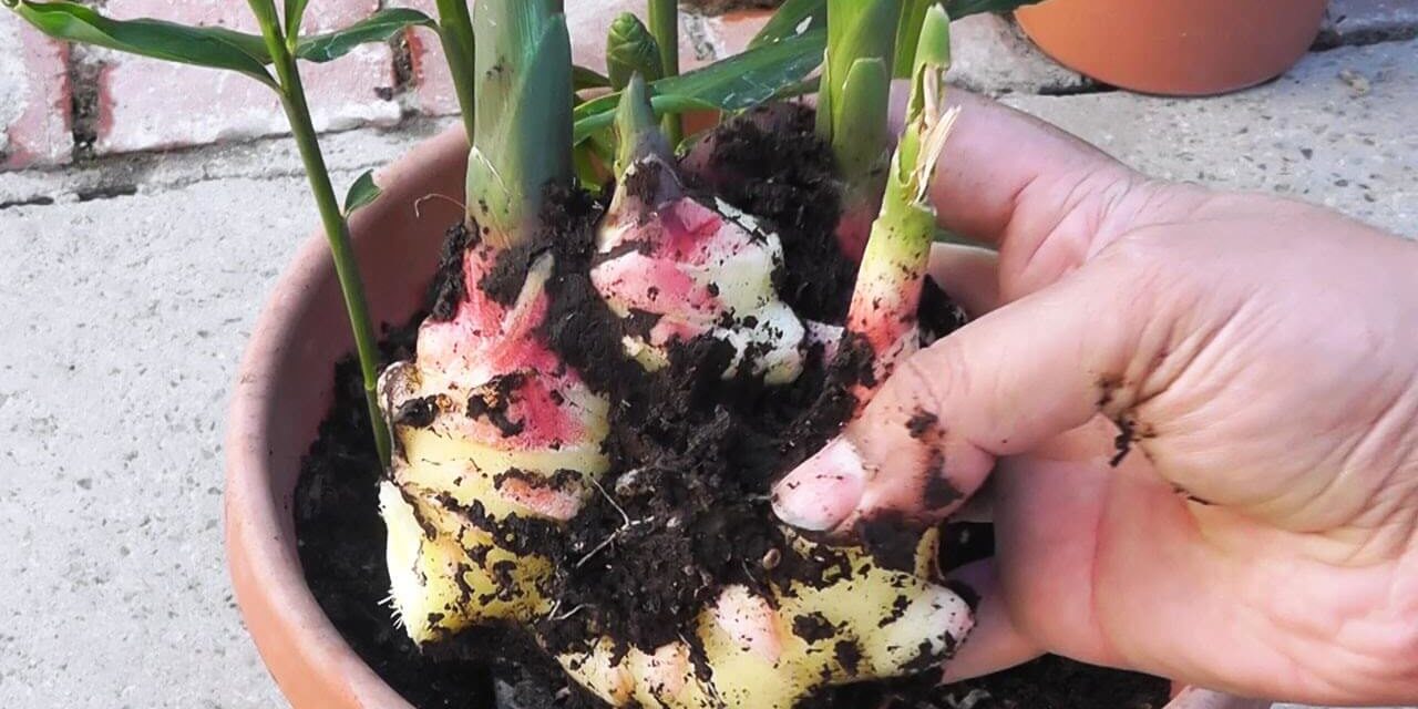 How to Grow Ginger in Pots