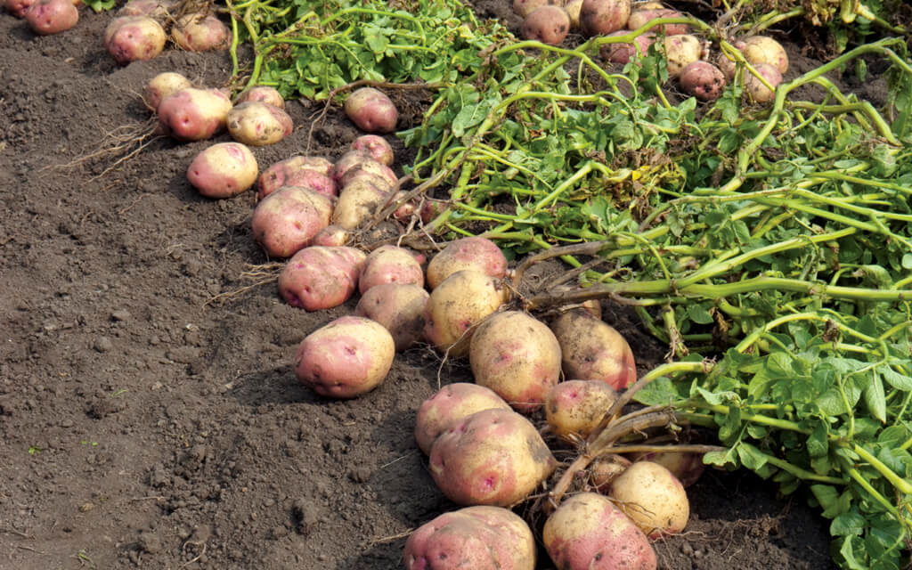 How to Grow Potatoes