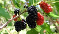 How to Grow Mulberries