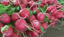 How to Grow Radishes