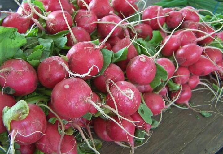 How to Grow Radishes