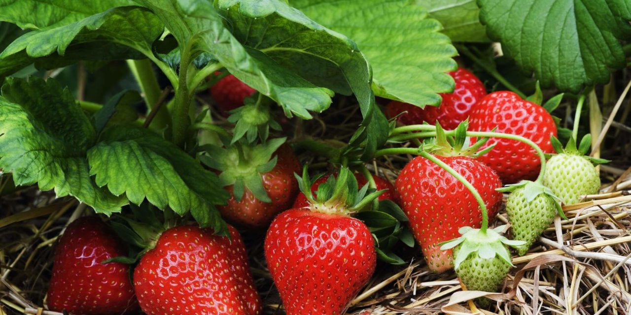 How to Grow Strawberries in Florida