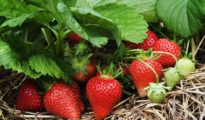 How to Grow Strawberries in Florida