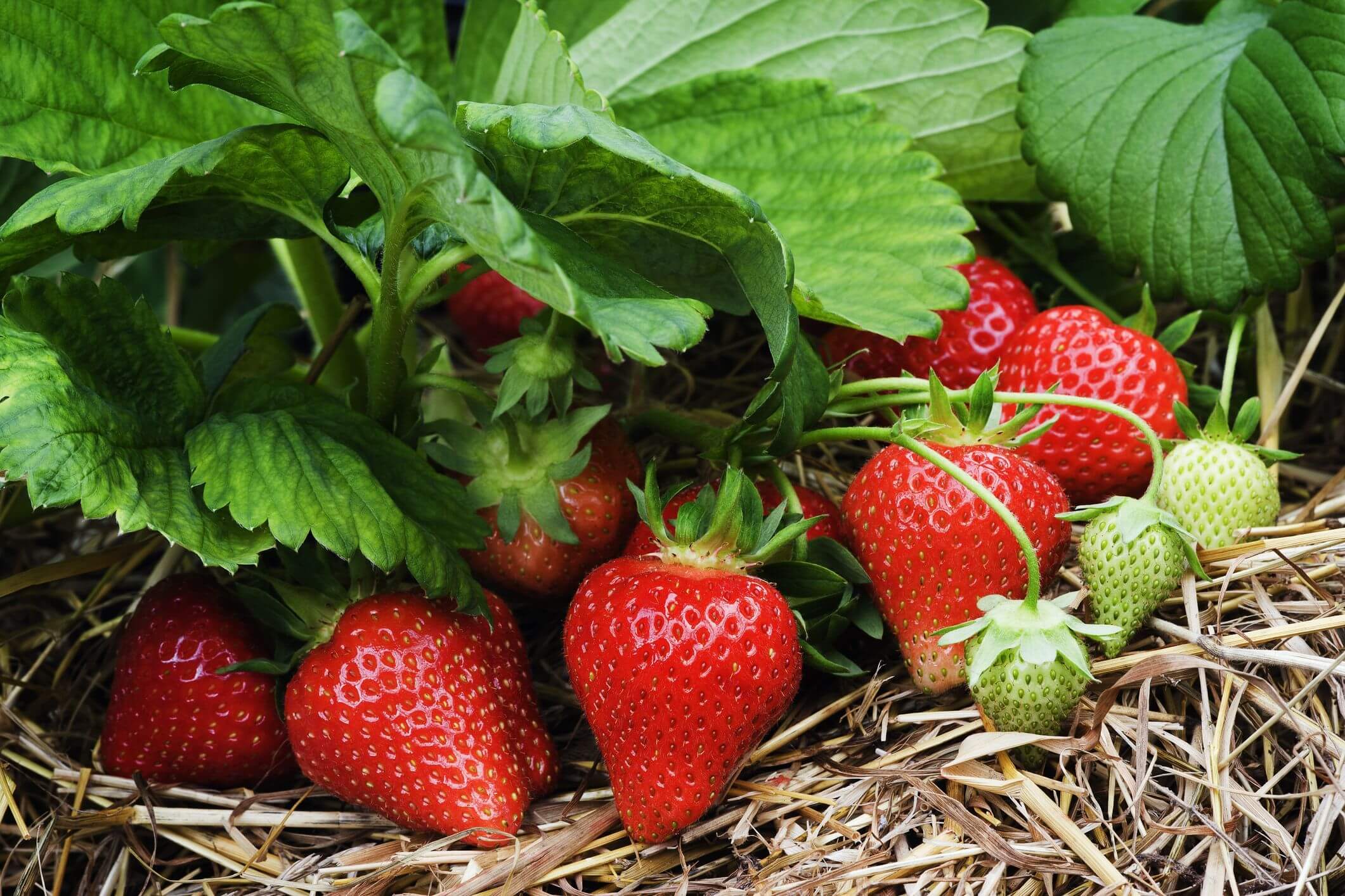 10 Tips for Growing Strawberries - Plant Instructions