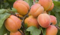 How to Grow Apricots From Pits