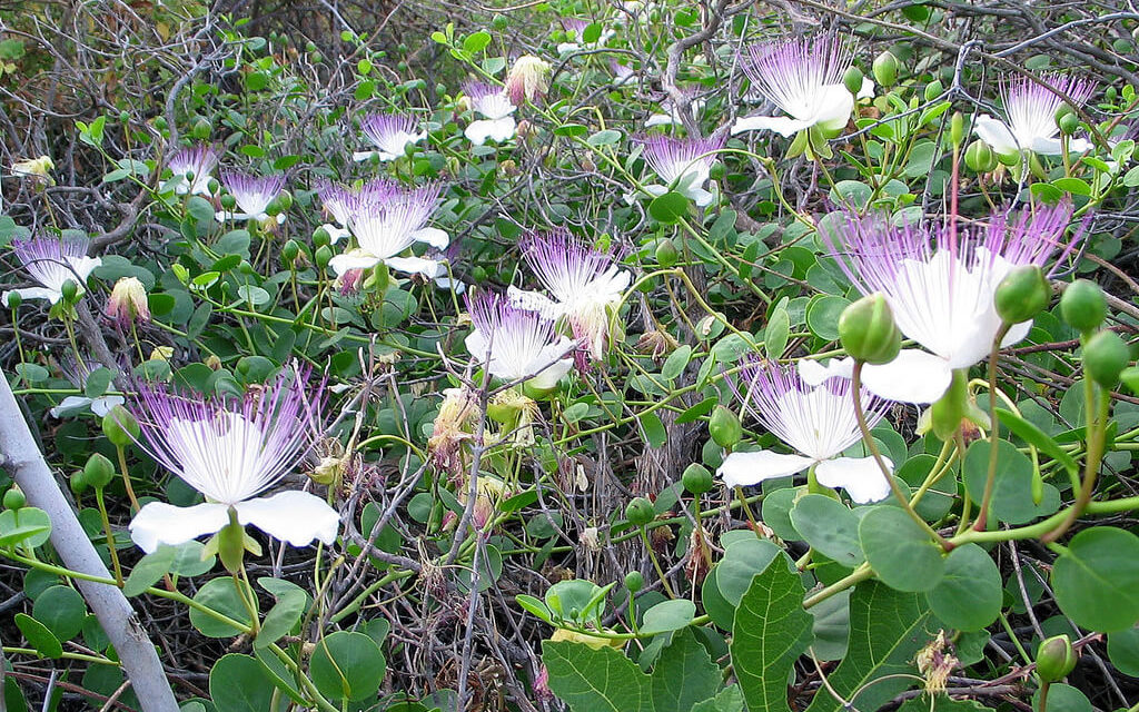 How to Grow Capers