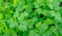 How to Grow Chervil