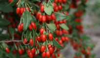 How to Grow Goji Berries in Pots