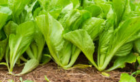 How to Grow Mustard Greens