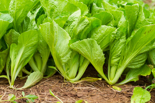 How to Grow Mustard Greens