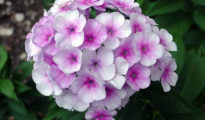 How to Grow Phlox Flowers