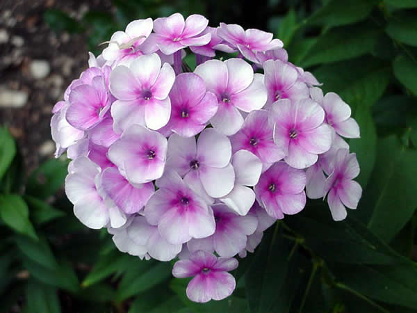 How to Grow Phlox Flowers